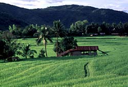 Growth of cultivation in Annam